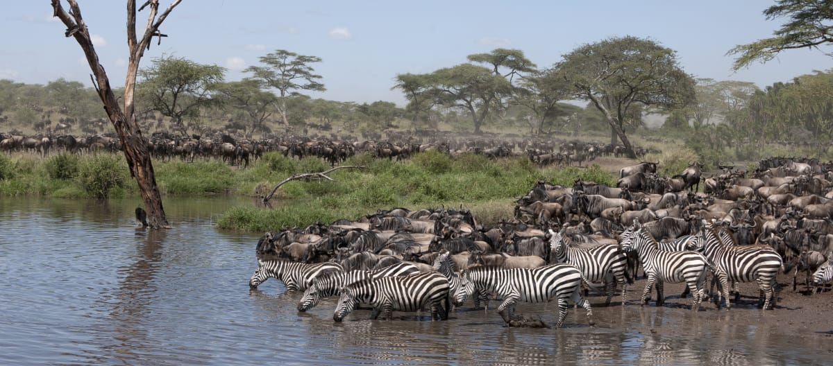 Zebra's en gnoes in het Serengeti Nationalpark, Tanzania