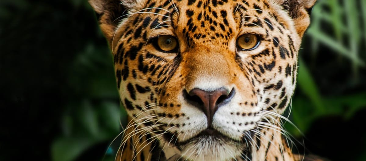 Jaguar in Indio Maíz Reserva Biologica, Nicaragua