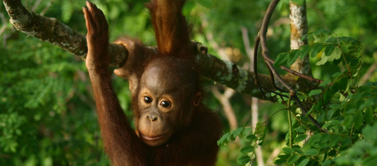 Orang-oetang-baby in het regenwoud.