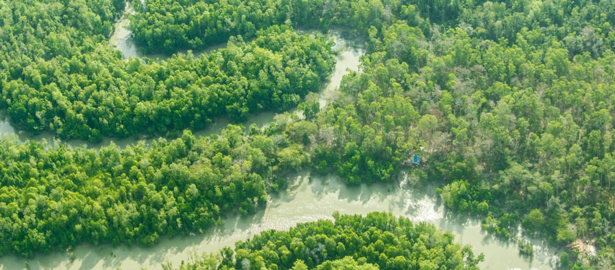 Een rivier meandert door het regenbos.