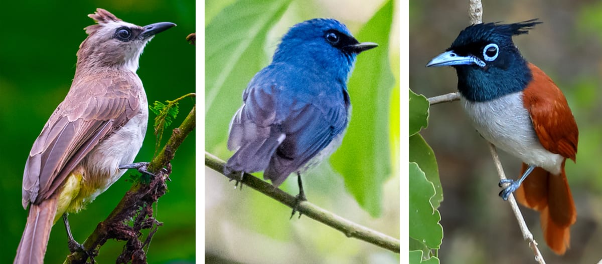 Collage uit het tijdschrift “Rettet den Regenwald Report 04/19” - Zonder vogels geen bos