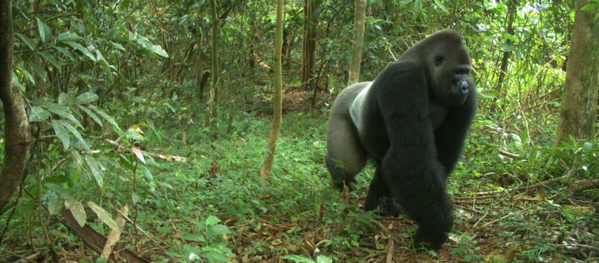 Cross River gorilla