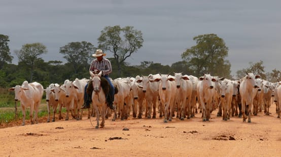 Rundvee in Mato Grosso