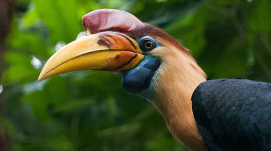 Sulawesi-jaarvogel