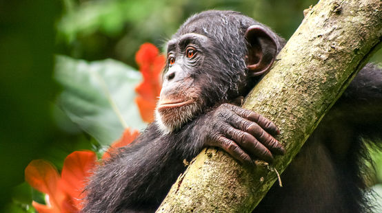 Chimpansees in Liberia