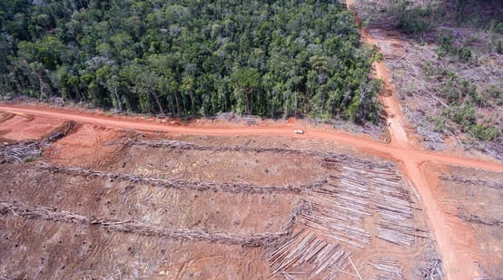 Uit vogelvlucht: Gekapt regenbos voor een palmolieplantage van het bedrijf Korindo in Papua, Indonesië