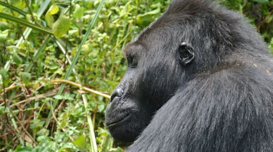 Een oostelijke laaglandgorilla in het Kahuzi-Biega National Park