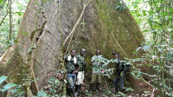 Medewerkers van de Wild Chimpanzee Foundation (WCF) en ecoguards staan voor een machtige boom in het Sapo Nationaal Park, Liberia