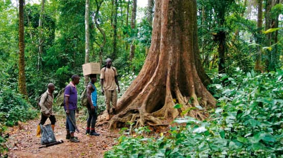 Ecoguards in het regenwoud Cross River in Nigeria