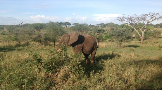 Olifant in Tanzania