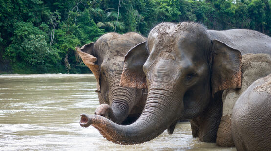 Sumatraanse olifanten baden in een rivier