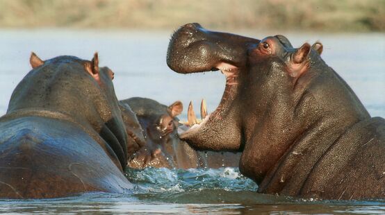 Een groep nijlpaarden neemt een bad in een rivier