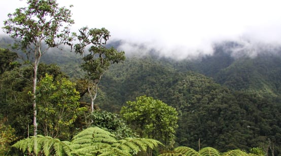 Met wolken bedekt bergregenwoud in de regio Intag in het noorden van Ecuador