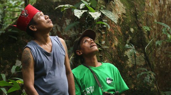 Inheemse Dayak Tomun in het Kinipan-bos