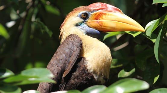 Temmincks neushoornvogel (Indonesië)