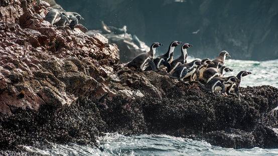 Een groep van Humboldtpinguïns klimt op rotsen aan zee