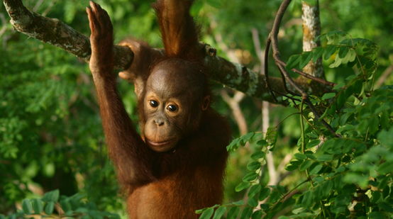 Orang-oetan-baby in het regenwoud.