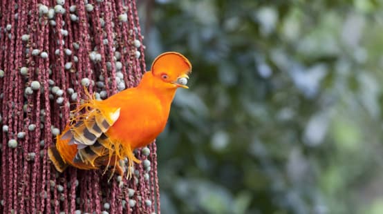 Oranje rotshaan