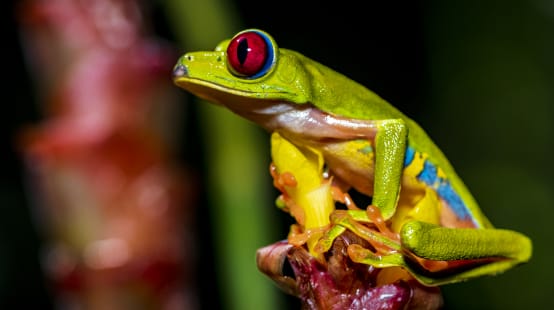 Een kleurrijke roodoogmakikikker zit op een bloem