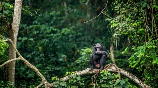 Bonobo's op een tak van een boom in Congo