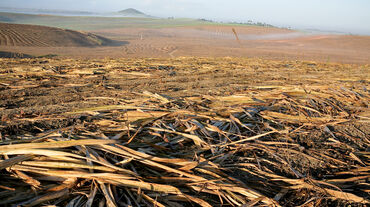Suikerrietplantage, Brazilië