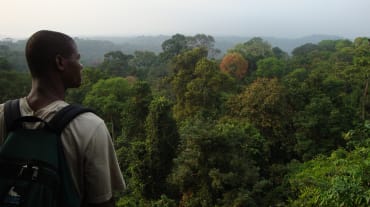 Regenwoud ten zuiden van het Korup National Park, Kameroen