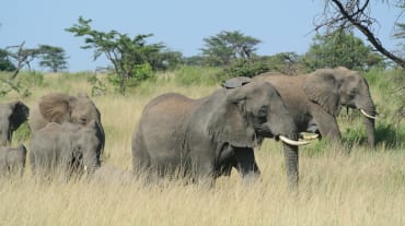 Kudde olifanten in de Serengeti