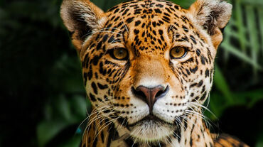 Jaguar in Indio Maíz Reserva Biologica, Nicaragua