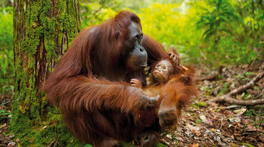 Orang-oetan met baby