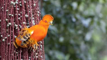 Oranje rotshaan