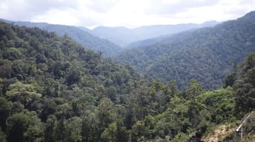Uitzicht vanaf de hoogte over het regenwoud