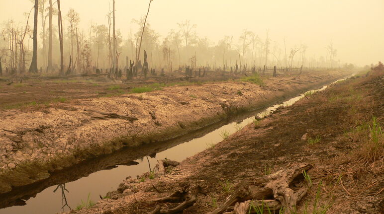 Gerooide veenbos voor het één-miljoen-hectare-rijstproject in Centraal-Kalimantan, Borneo