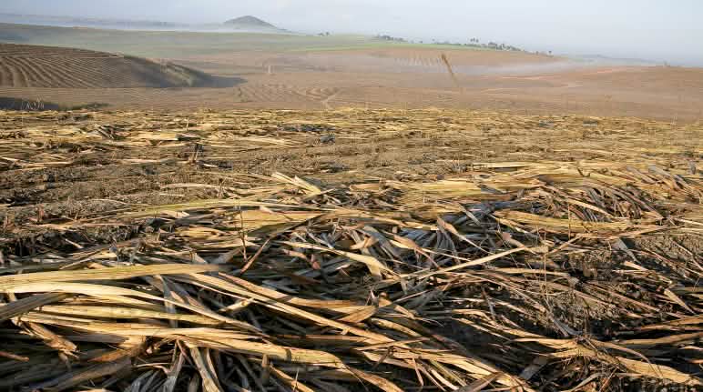 Suikerrietplantage in Brazilië Suikerrietplantage, Brazilië