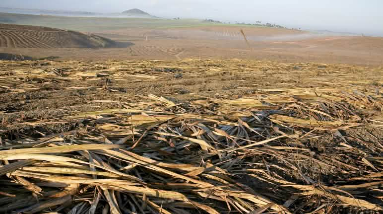 Suikerrietplantage, Brazilië