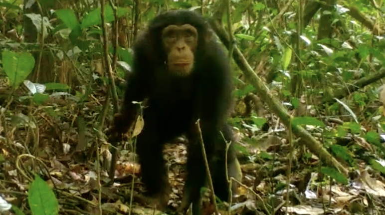 Chimpansee in het Grebo-Krahn Nationaal Park, Liberia