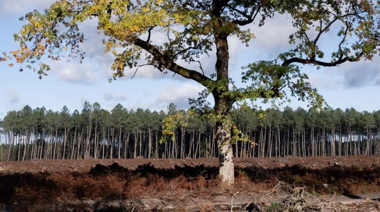 Één enkele eik staat nog overeind te midden van de ravage met in de achtergrond een monocultuur van pijnbomen