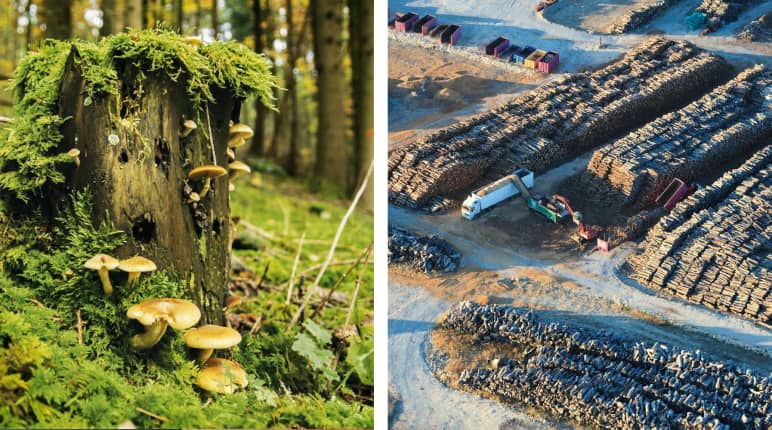 Dood hout leeft! Afgestorven bomen zijn een belangrijke habitat voor honderden soorten