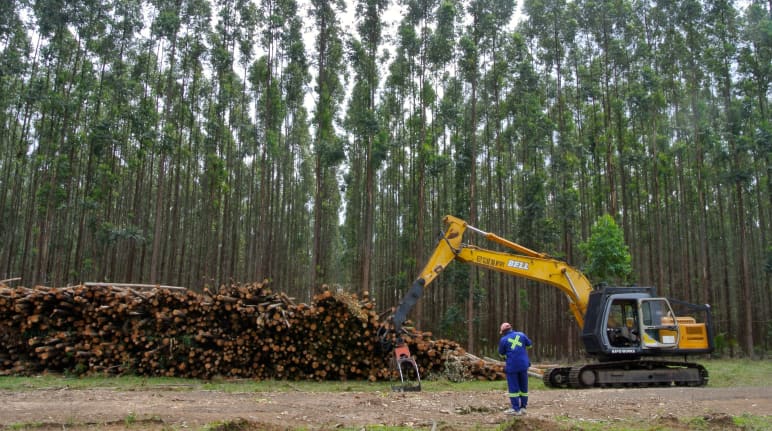 Boomplantage met eucalyptus in Zuid-Afrika