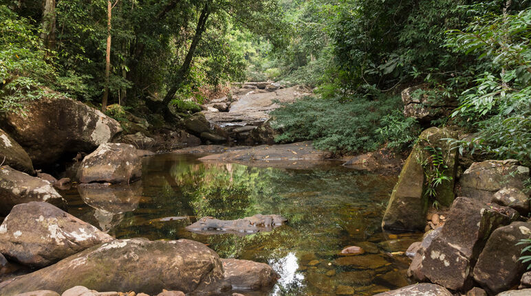 Met rotsblokken omzoomde waterloop in het regenwoud