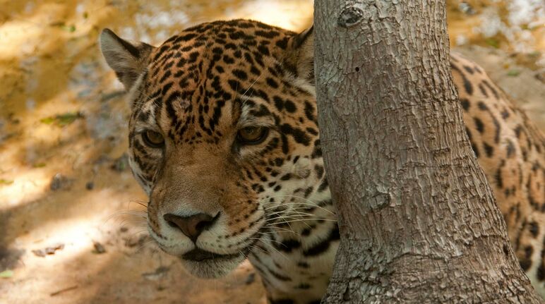 Een jaguar schuilt achter een boomstam
