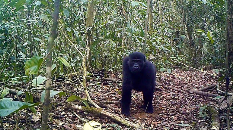Gorilla in het Ebo Forest, Kameroen