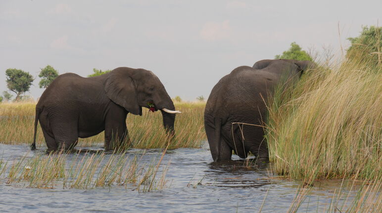 Olifanten in het Okavangodelta, Botswana