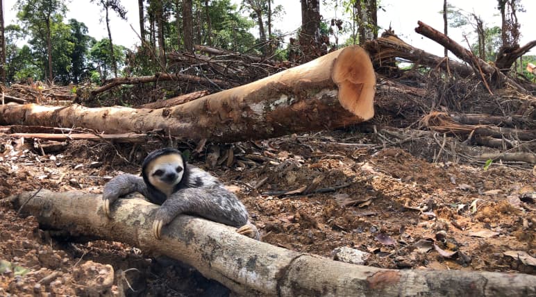 Een drievingerige luiaard klampt zich vast aan een gekapte boom in het regenwoud