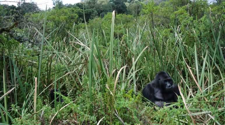 De zilverrug Bonané. Links zit een jong dier verstopt Gorilla Bonané in het bamboe
