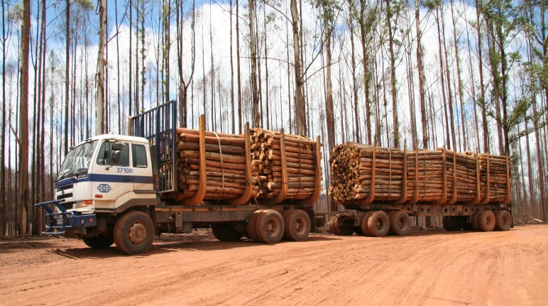 Houtoogst op afgebrande eucalyptus-plantages in Swaziland, Afrika