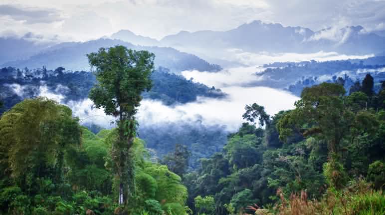 Het bergregenwoud Los Cedros in Ecuador Bergregenwoud Los Cedros, Ecuador
