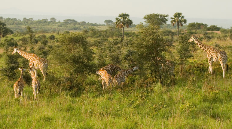 Giraffen in het nationaal park Murchison Falls, Uganda
