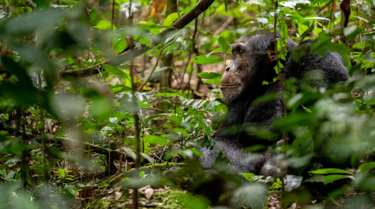 Een chimpansee in zijn habitat Chimpansee in Bossou, Guinee