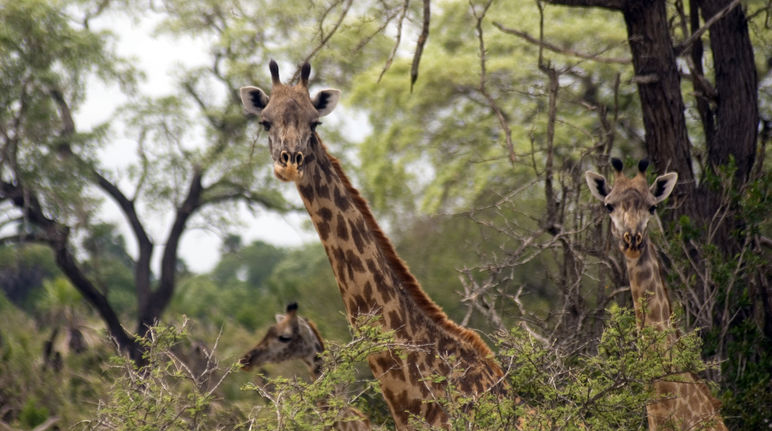 Massai-giraffen in het Selous wildreservaat in Tanzania