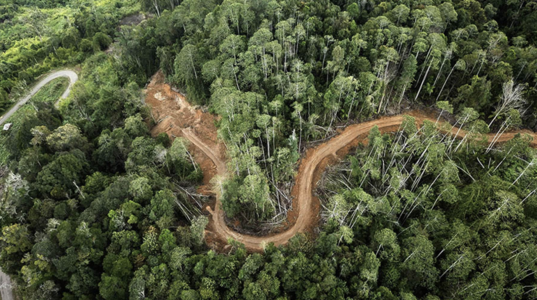 Drone-foto van een weg door het bos